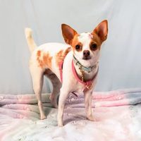 @adogcandy