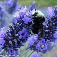 @backyardgardener profile picture