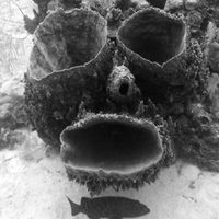@caribbeanreeflife profile picture