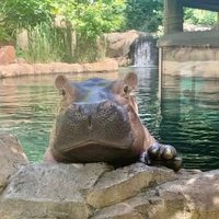 @cincinnatizoo