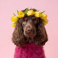 @cody.cocker_spaniel