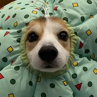 @daytraderdog profile picture