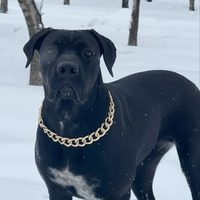 @dog_trainer68 profile picture