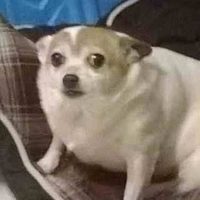 @doggomemes_daily profile picture