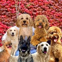 @dogtrainer.teodora profile picture