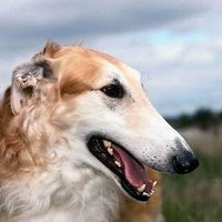 @dogtrainer_doggy_happy profile picture