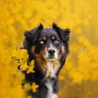 @gracemarie.petphotography profile picture