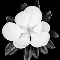 @grandiflora_sydney profile picture