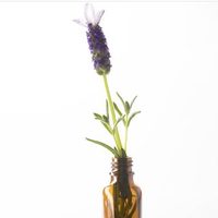 @healingnaturaloils profile picture