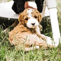 @homestead_family_doodles