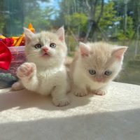 @knittingcat_lalacats