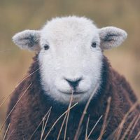 @landscapewanderer profile picture