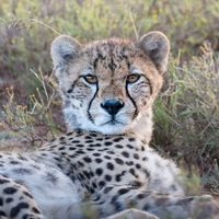 @nadineleonard_wildlife profile picture