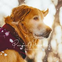 @pawfect.memories profile picture