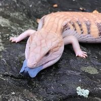 @ribluetongues profile picture