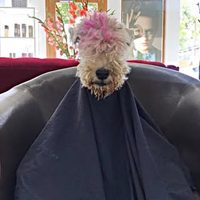 @rickyhodgehairstories