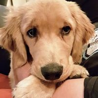 @shaggythegoldenone profile picture