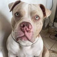 @thanos_britto__americanbully