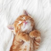 @thepetcollective profile picture