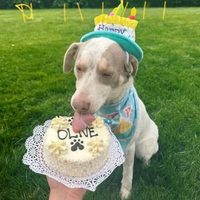 @threedogbakerydenver