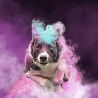 @totalcaninevsmr profile picture