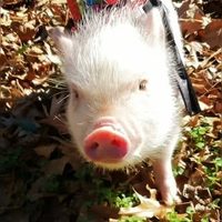 @vanlifepiggy