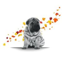@veterinariaalem profile picture