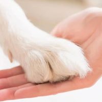 @veterinariapericial profile picture
