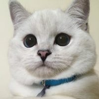 @white_coffee_cat